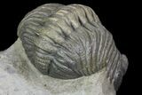 Detailed Morocops Trilobite - Beautiful Eyes #90020-2